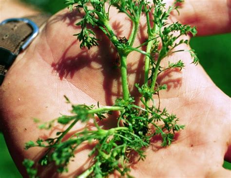 Weeds grow in gardens, whether we like it or not. What Is This Prickly Weed? | North Carolina Cooperative ...