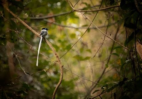 Paradise Flycatcher Madagascar Rod Waddington Flickr