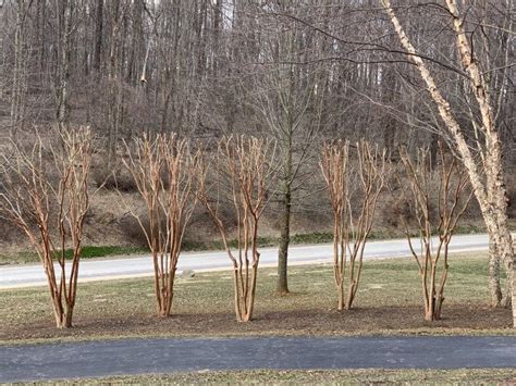 Evergreen offers wall climbing tours, rock climbing safety is our number one priority so we advance to your comfort level and set up climbing routes that. "Pruning" and "Limbing Up" Crape Myrtle Trees - Happy ...