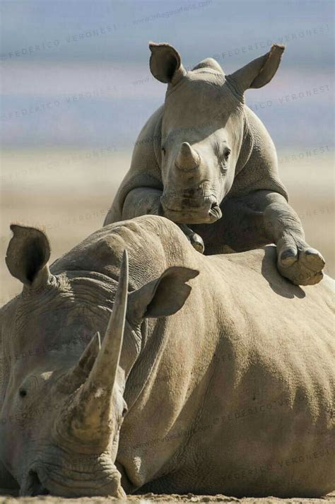 A Cute Baby Rhinoceros Climbing On Its Mothers Back Mothers And