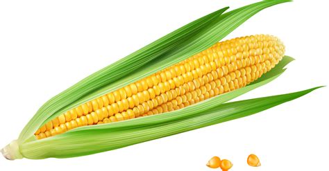 Cute Corn Clipart Png Png Images Free Download Transparent Images