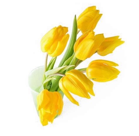 Tulip Png Transparent Images Pictures Photos Png Arts