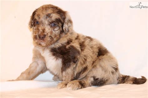 Kinder Aussiedoodle Puppy For Sale Near Dallas Fort Worth Texas