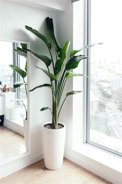 Pin On Living Room With Plants 客廳植栽