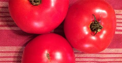 Biltmore tomato variety nears perfection