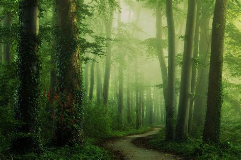 Green And Foggy Photograph By Martin Podt Fine Art America