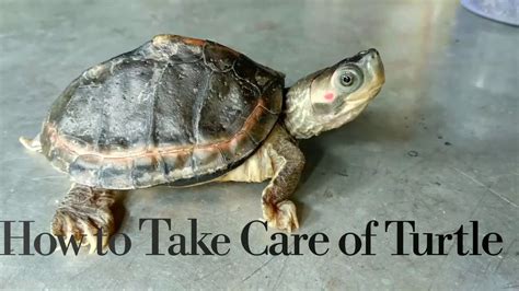 How To Take Care Of Turle Basic Things To Pet A Turtle Indian