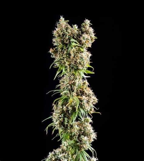 Premium Photo Cannabis Buds On Black Background