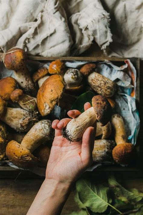 Foraging Mushrooms On The Oregon Coast Portland Or Best Airbnb