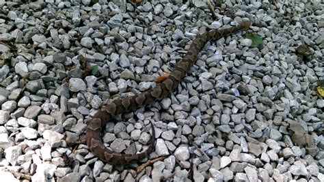 Mammoth Cave Ky Copperhead Youtube