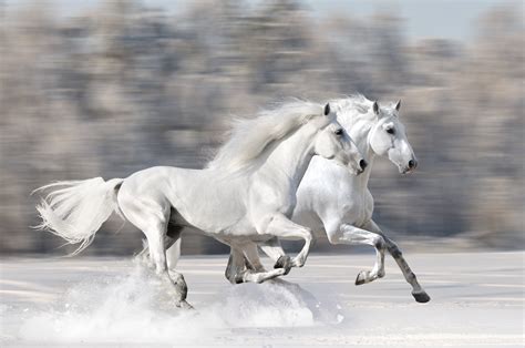Central Wallpaper White Horses Hd Wallpapers