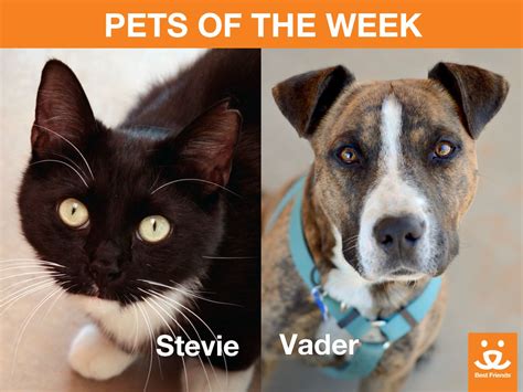 All species of pets have individual personalities and can differ in how much they like to cuddle. Pets of the Week: Meet Vader and Stevie! Vader is a sweet ...
