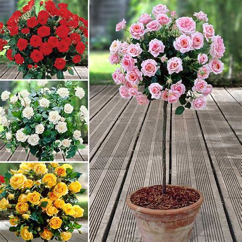 What Are Patio Roses At Margaret Ritenour Blog