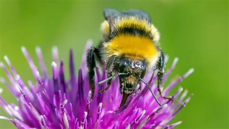 Great Yellow Bumblebee One Of Uks Rarest Bees Discovered In Scotland