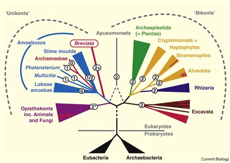 Evolution Revisiting The Root Of The Eukaryote Tree Current Biology