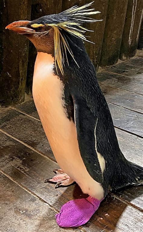 ein pinguin rentner wird zum online star panorama badische zeitung