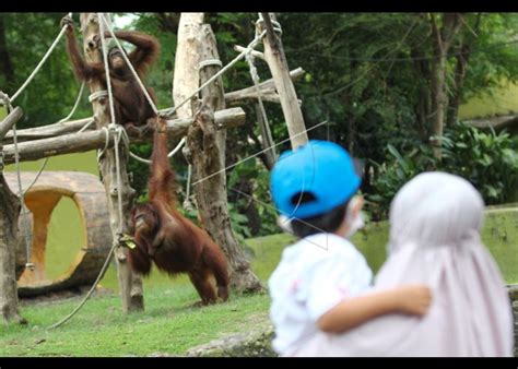 Liburan Di Kebun Binatang Surabaya Antara Foto