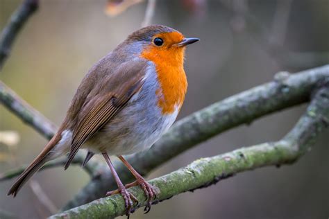 Robin Bird Facts Figures Habits And Care Green Feathers Blog