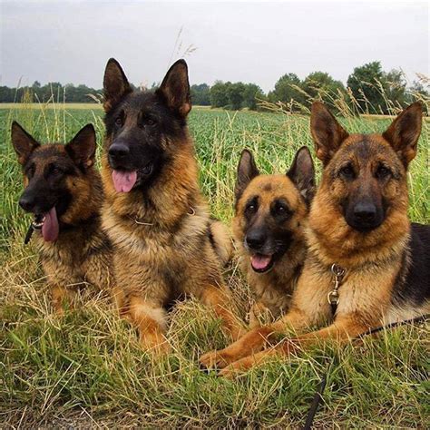 Gorgeous Pack Of Dogs Queenskennelgsd Germanshepherd