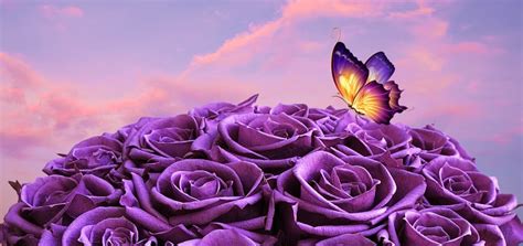 Unusual Purple Roses And Butterflies