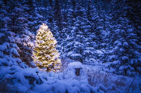 Lit Christmas Tree In Snow Covered Photograph By Jeff Schultz