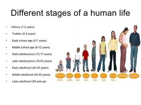 Human Life Cycle Stages For Kids
