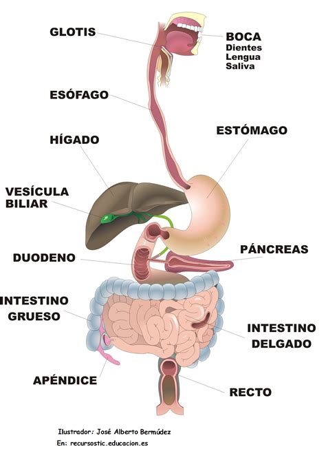 Sistema Digestivo Currículum En Línea Mineduc Gobierno De Chile