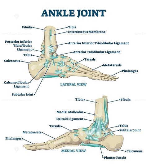 Anatomy Of Ankle Joint