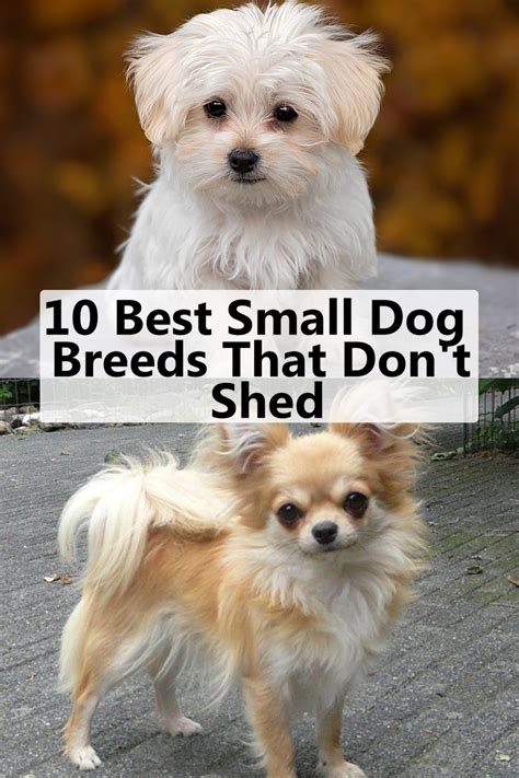 10 Best Small Dog Breeds That Don't Shed | Dog breeds that ...
