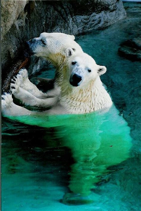 Polar Bears D Marine Life