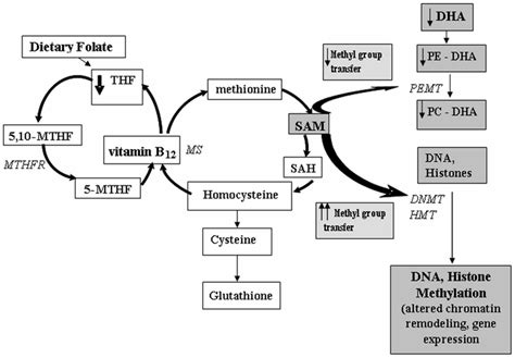 One Carbon Cycle Interactions Of Folic Acid Vitamin B12 And Dha Thf Download Scientific