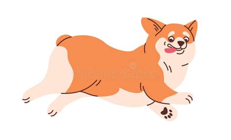 Cute Welsh Corgi Running Funny Amusing Dog Moving With Tongue Out