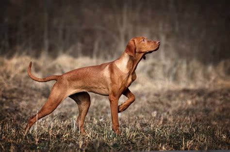 What Is The Best Bird Dog Breed
