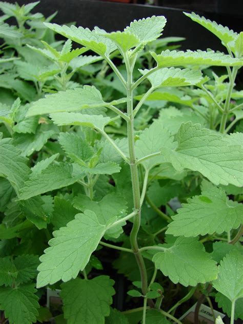 Check spelling or type a new query. How to Grow Catnip at Home : 8 Steps