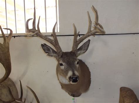Non Typical Whitetail Mount Mid 150s Class Buck