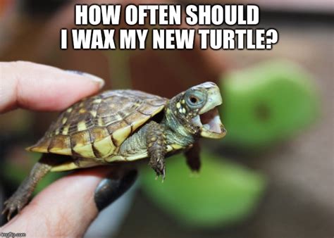 Turtles For Pets Imgflip