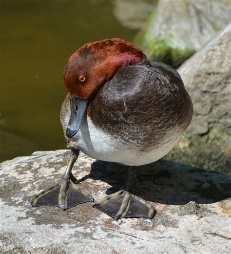 The Red Head Is A Medium Sized Diving Duck Stock Image Image Of