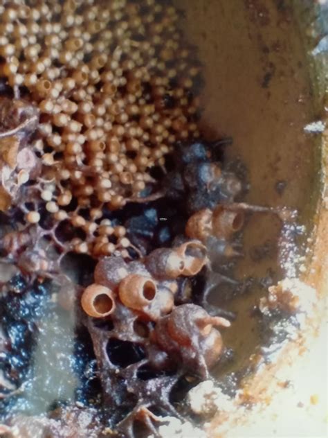 Stingless honey bees hive wooden box in the farm. Madu Kelulut / Stingless Bee Honey - (end 1/8/2021 4:15 PM)