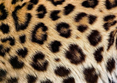 Leopardo Animal Skin Leopard Print Wallpaper Fur Textures
