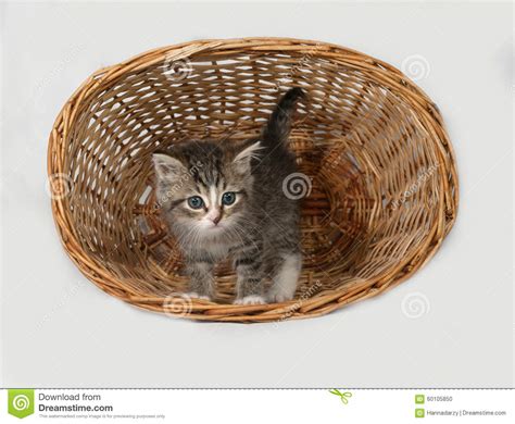 Fluffy Gray And White Kitten Standing In Basket Stock Photo Image Of