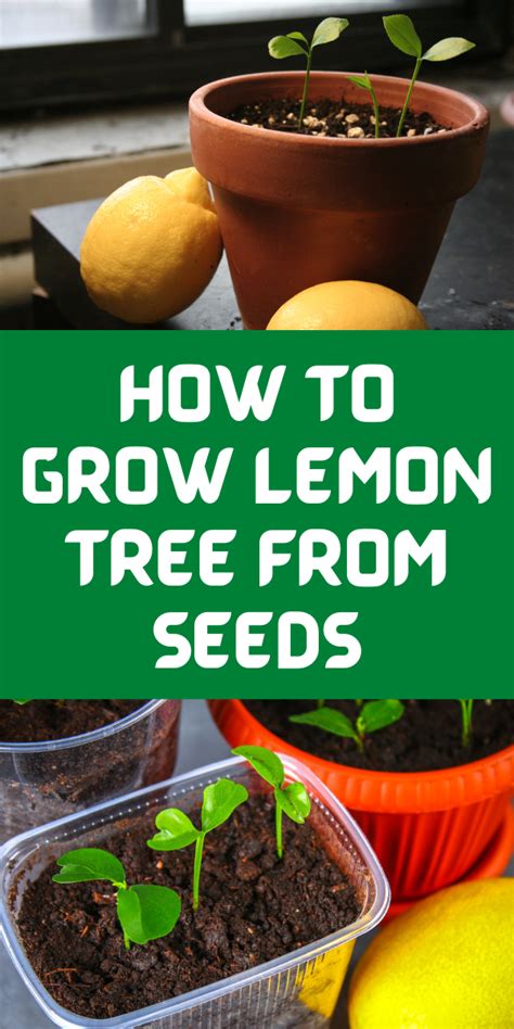How To Grow Lemon Tree From Seeds Gardening Sun In 2021 How To Grow
