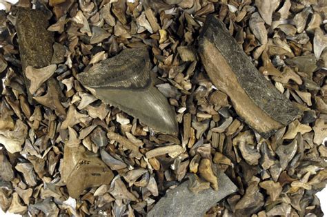 Five Facts Fossil Shark Teeth In Florida Research News