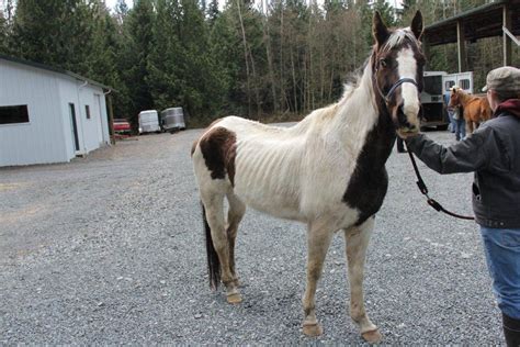 Horse Rescue Save A Forgotten Equine Safe