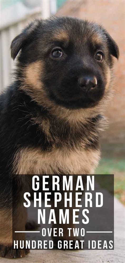 500 German Shepherd Names For Females For Strong Tough