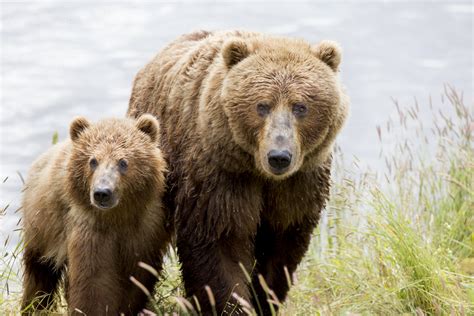 For Brown Bears And Salmon Its Not Just About Numbers