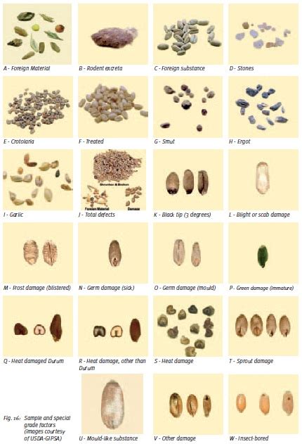 Wheat Evaluation Process - Wheat Evaluation For Grade