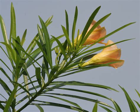 Yellow Oleander Thevetia Peruvianasyn Cascabela Thevetia Evergreen