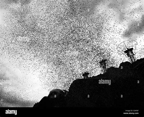 Confetti Explosion At Music Festival In Black And White Stock Photo Alamy