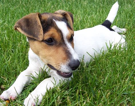 Jack Russell Terrier Dogs Breeds Pets