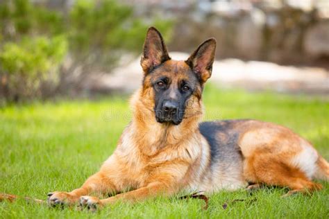 German Shepherd Lying On The Grass In The Park Stock Image Image Of